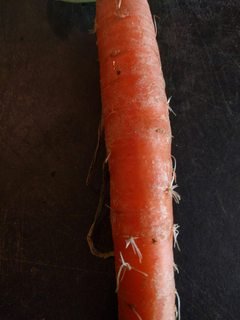 Carrot from fridge