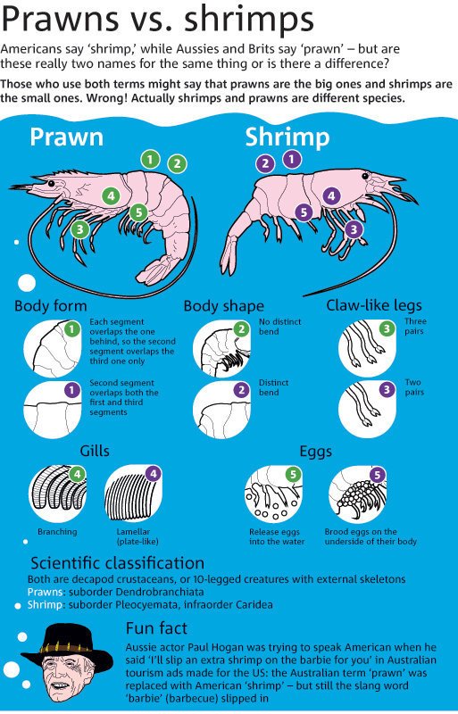 shrimp prawn graphic